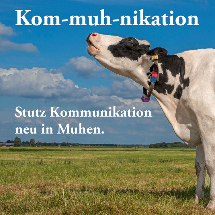 Kuh mit Spruch Stutz Kommunikation neu in Muhen